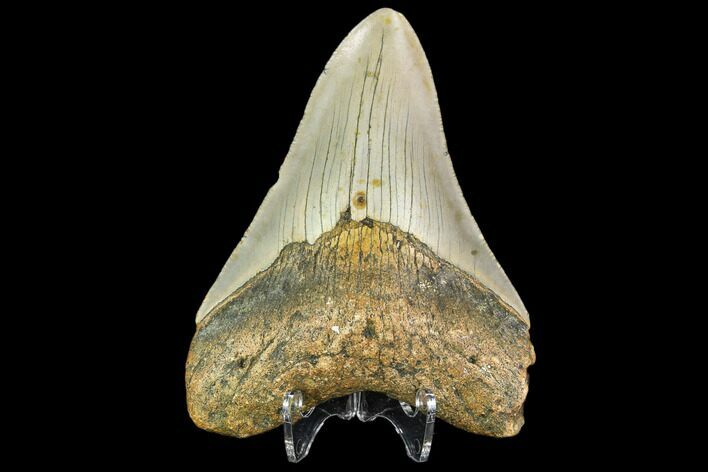 Fossil Megalodon Tooth - North Carolina #109877